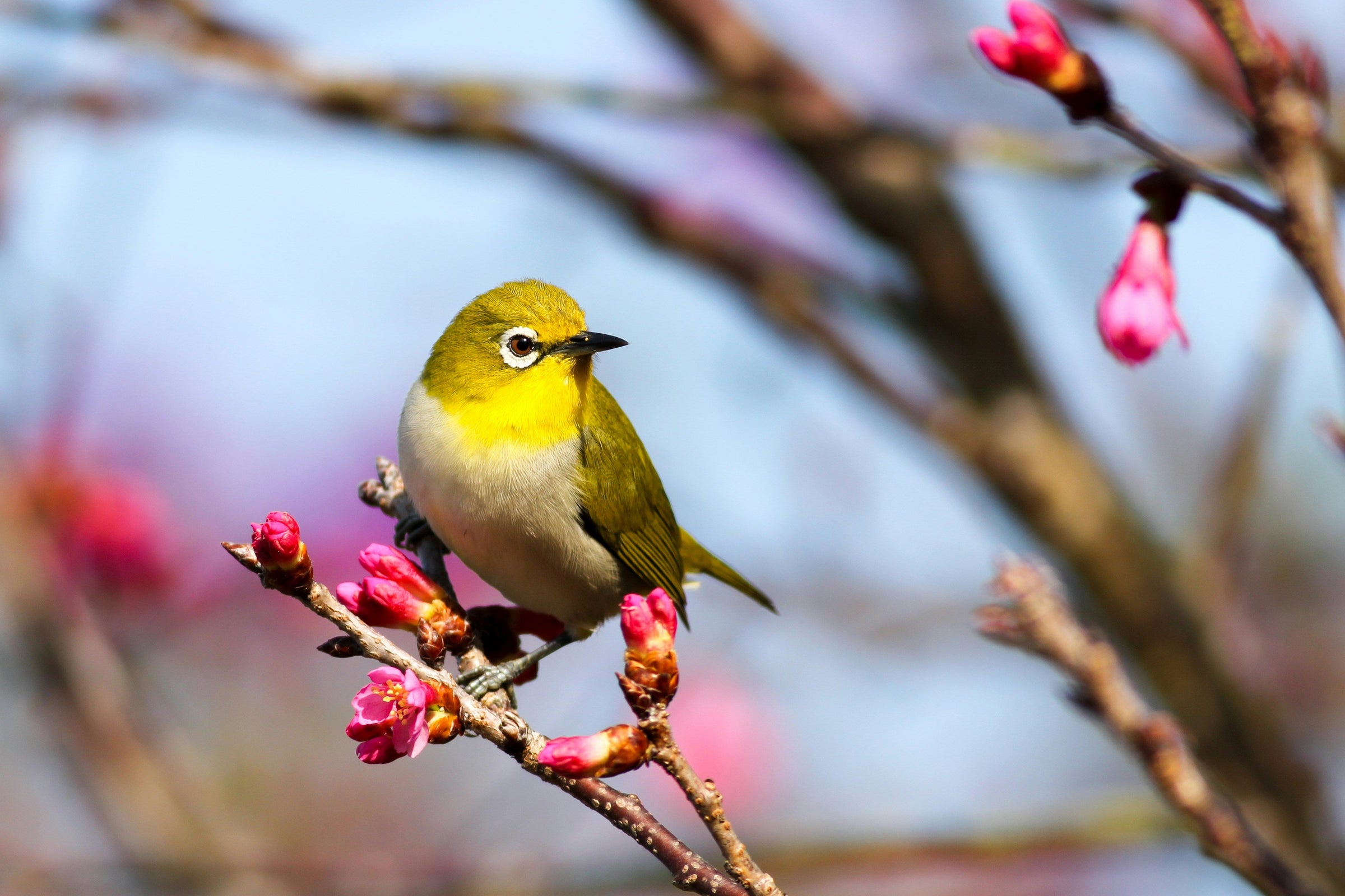 Oiseaux