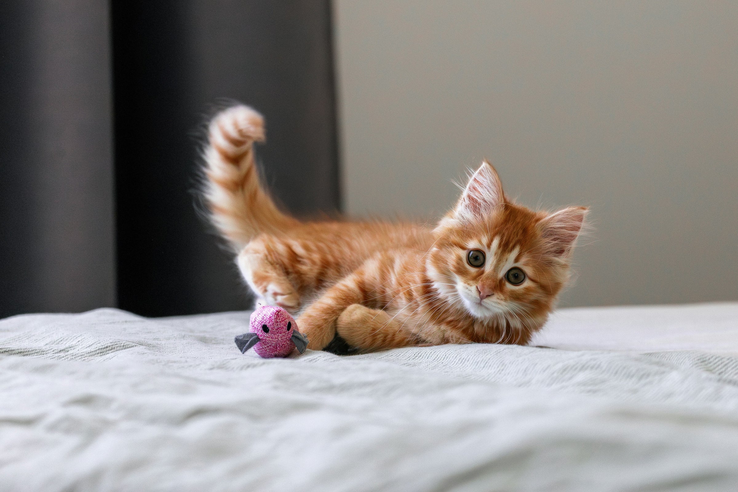 Jouets pour Chat