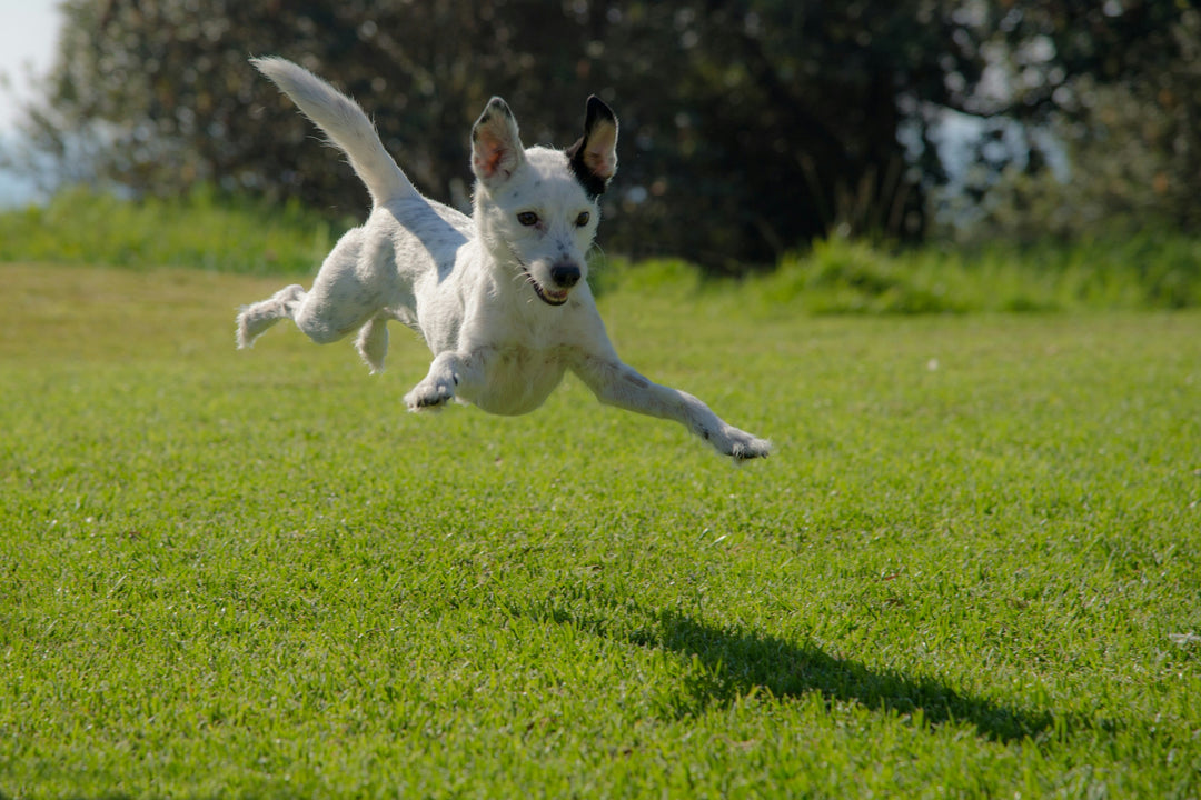 Soulager les troubles articulaires chez les chiens et chats : conseils et solutions naturelles