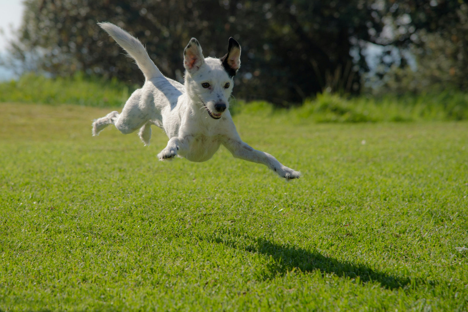 Soulager les troubles articulaires chez les chiens et chats : conseils et solutions naturelles