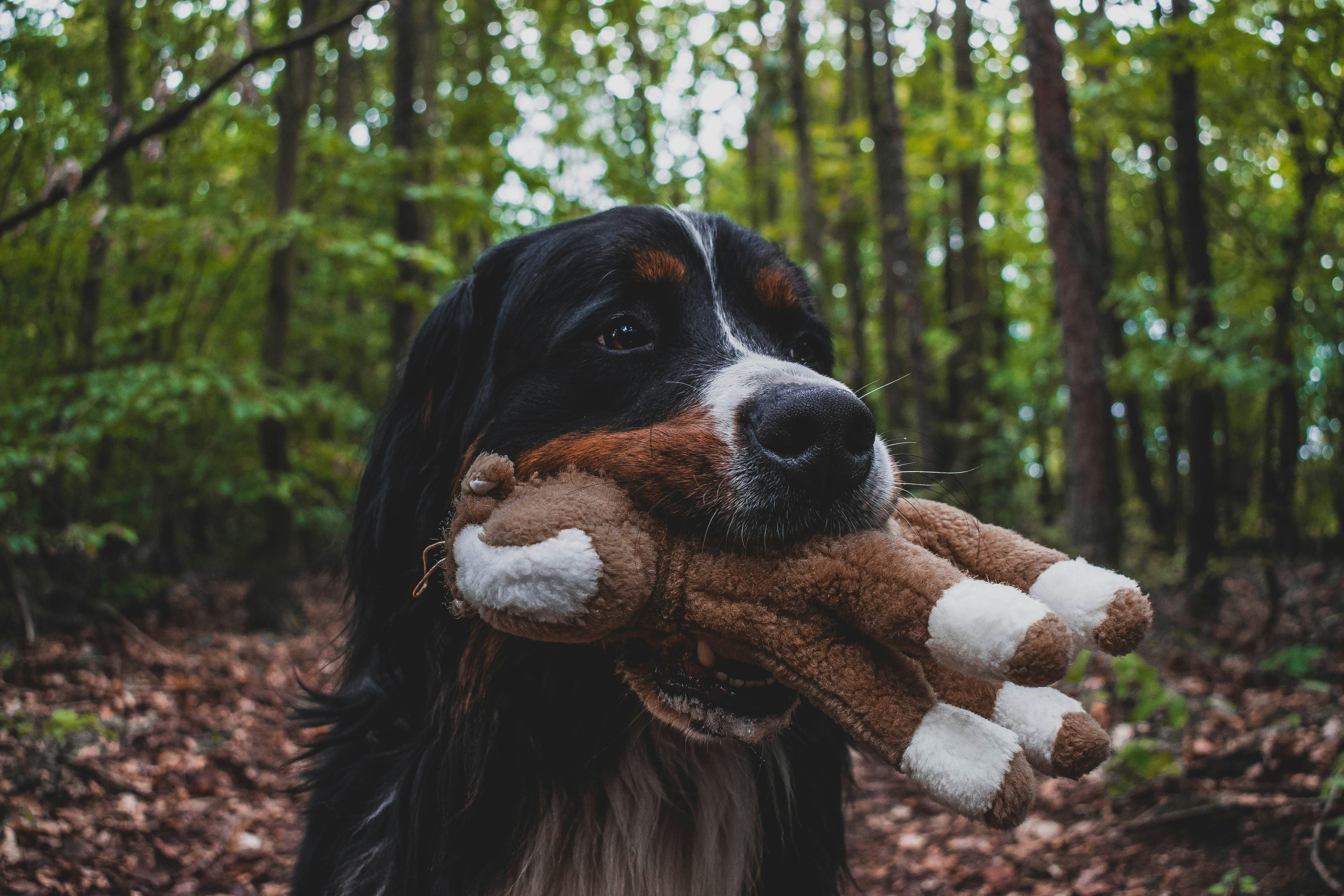 Jouets