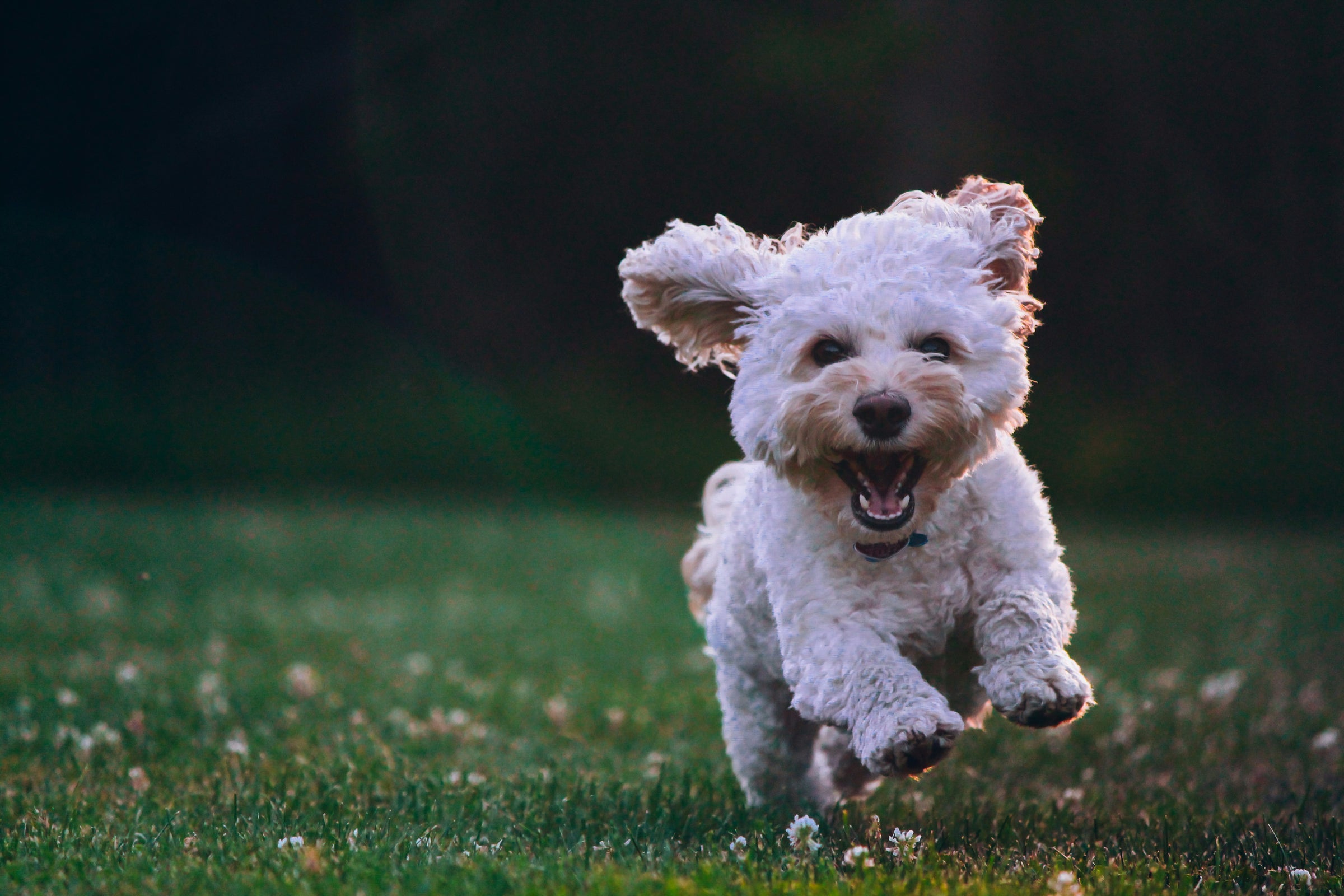 Accesoires Pour Chien