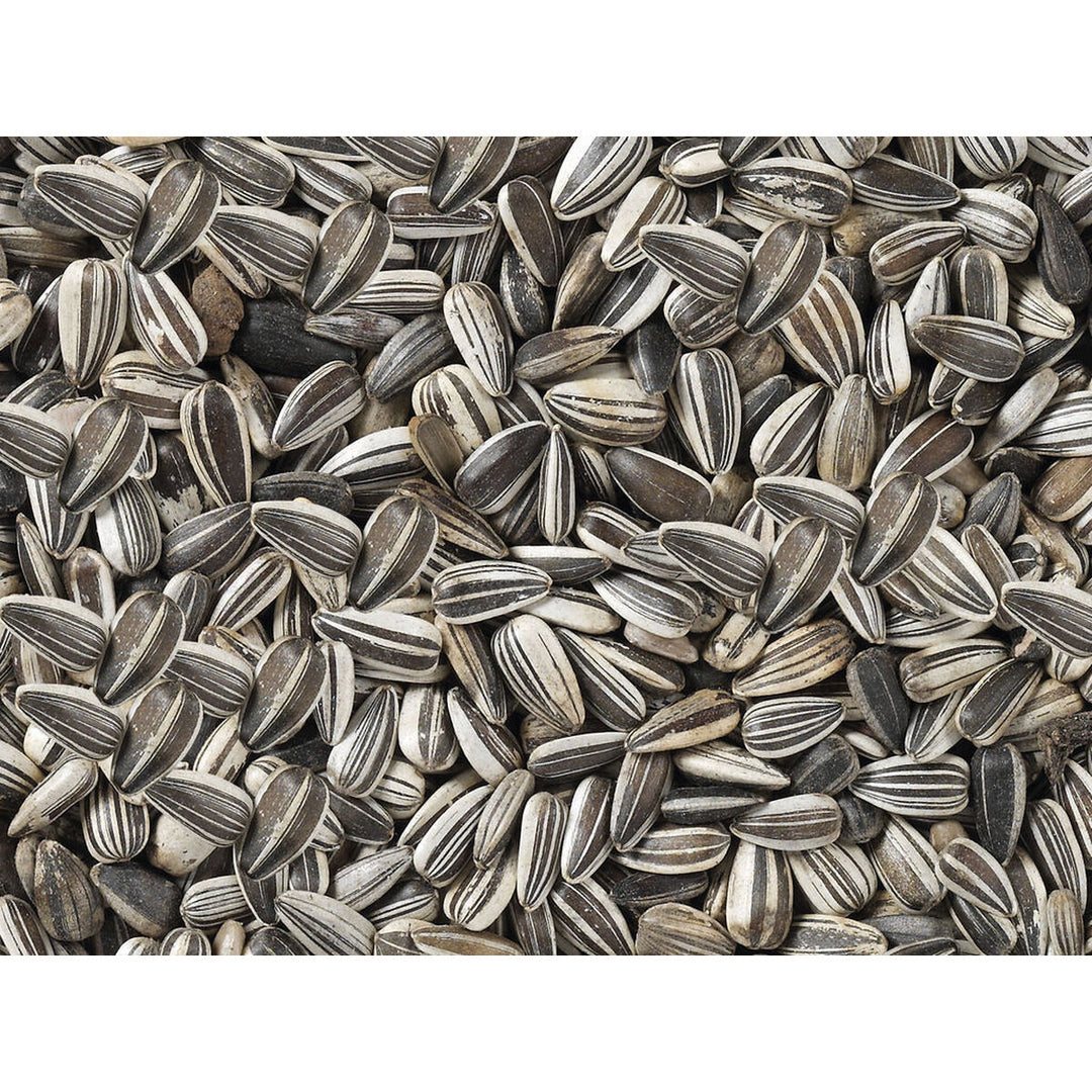 V8HB377F1DC965A6590509CBC373F7E15C7R7450078P3