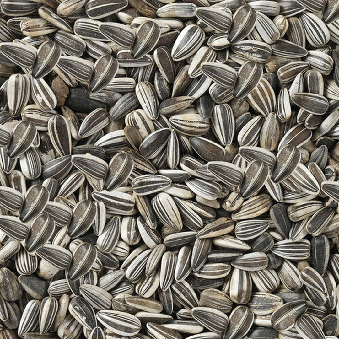 V8HFF41B1A6ED23EBDCCAC68E7856FE3A1AR7450079P4