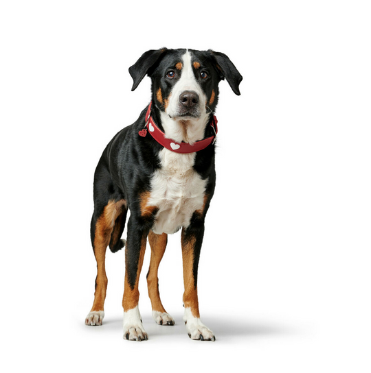 Collier pour chien Hunter Love – Rouge – Taille S/M (38–44 cm)