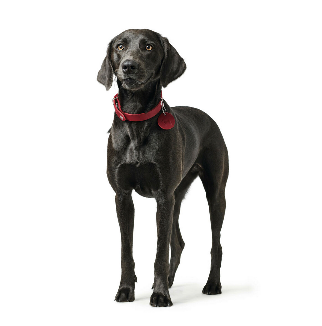 Collier pour chien Hunter Aalborg – Rouge – Taille S (32–38 cm)