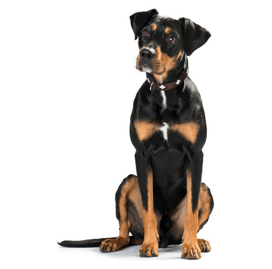Collier pour chien Hunter Swiss – 47 à 54 cm
