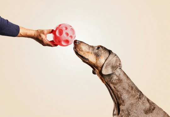 Jouet pour chien Gloria – Distributeur de confiseries en caoutchouc orange 12 cm