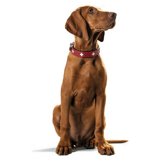 Collier pour chien Hunter Swiss en cuir rouge et noir – 41 à 49 cm