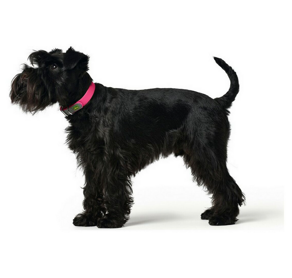 Collier pour Chien Hunter Convenience Rose S/M