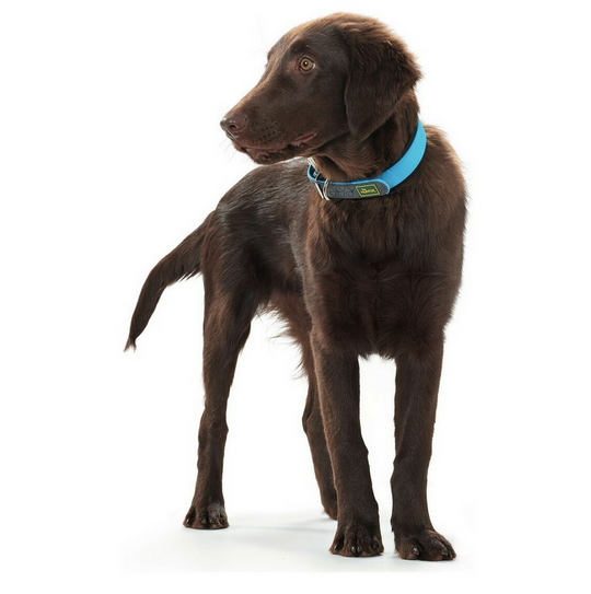 Collier pour chien Hunter Convenience turquoise – Taille S/M (33 à 41 cm)